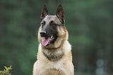 MALINOIS 572